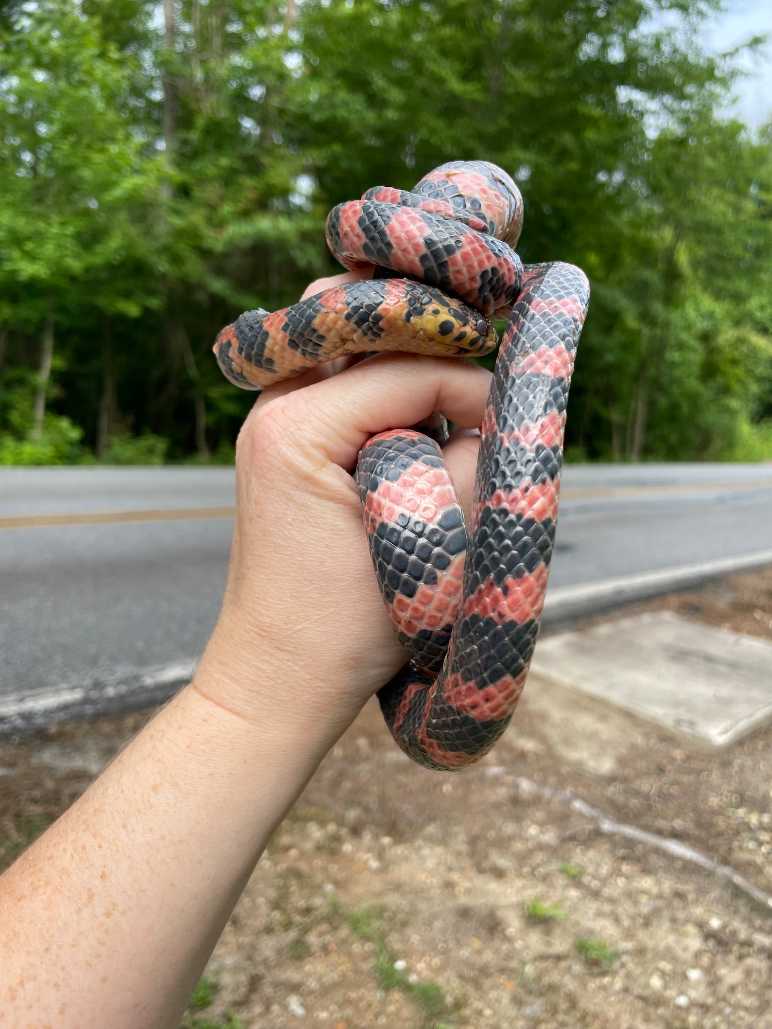 A person's hand with a snake wrapped around it