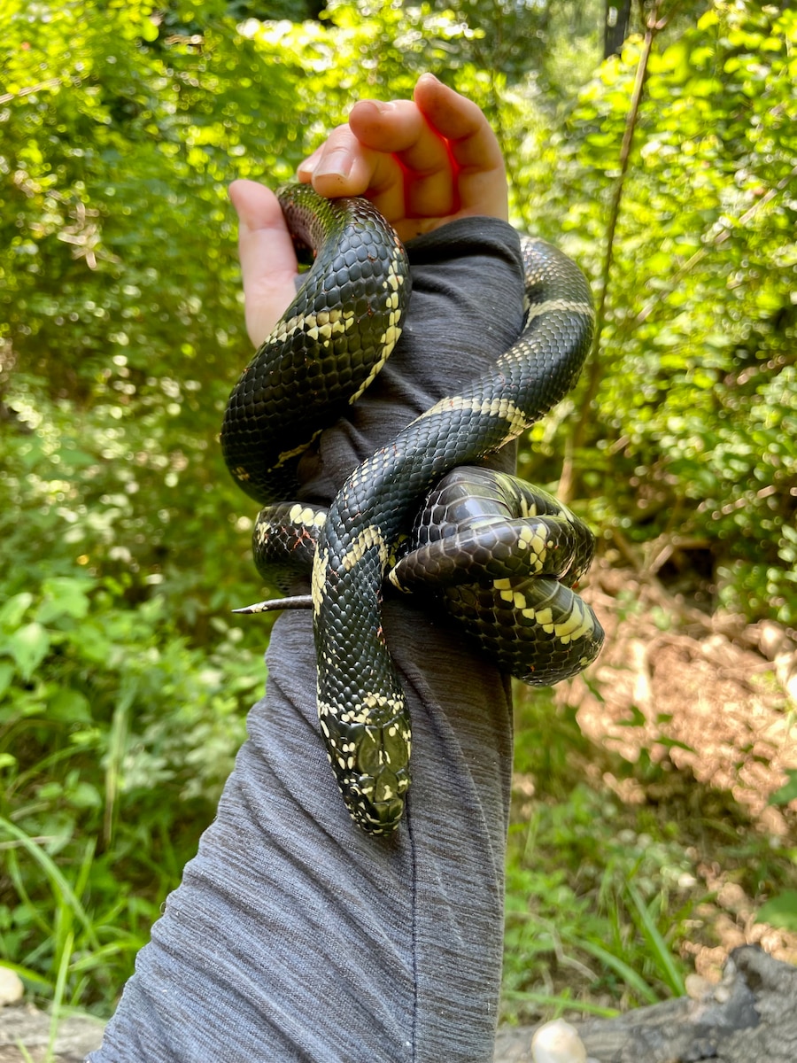 Snakes play vital role in ecosystems, humans’ health > Robins Air Force