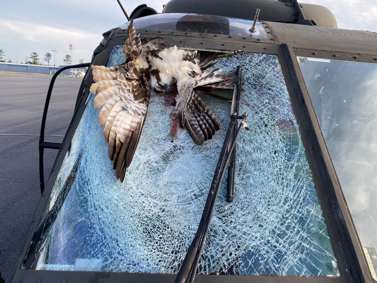 An osprey collided with a UH-60L Black Hawk helicopter flown by a crew of four South Carolina National Guard members as they conducted a routine training flight over the shores of Lake Marion June 1, 2023. The osprey remained partially lodged in the windshield as the crew landed at an airport approximately 10 minutes away.