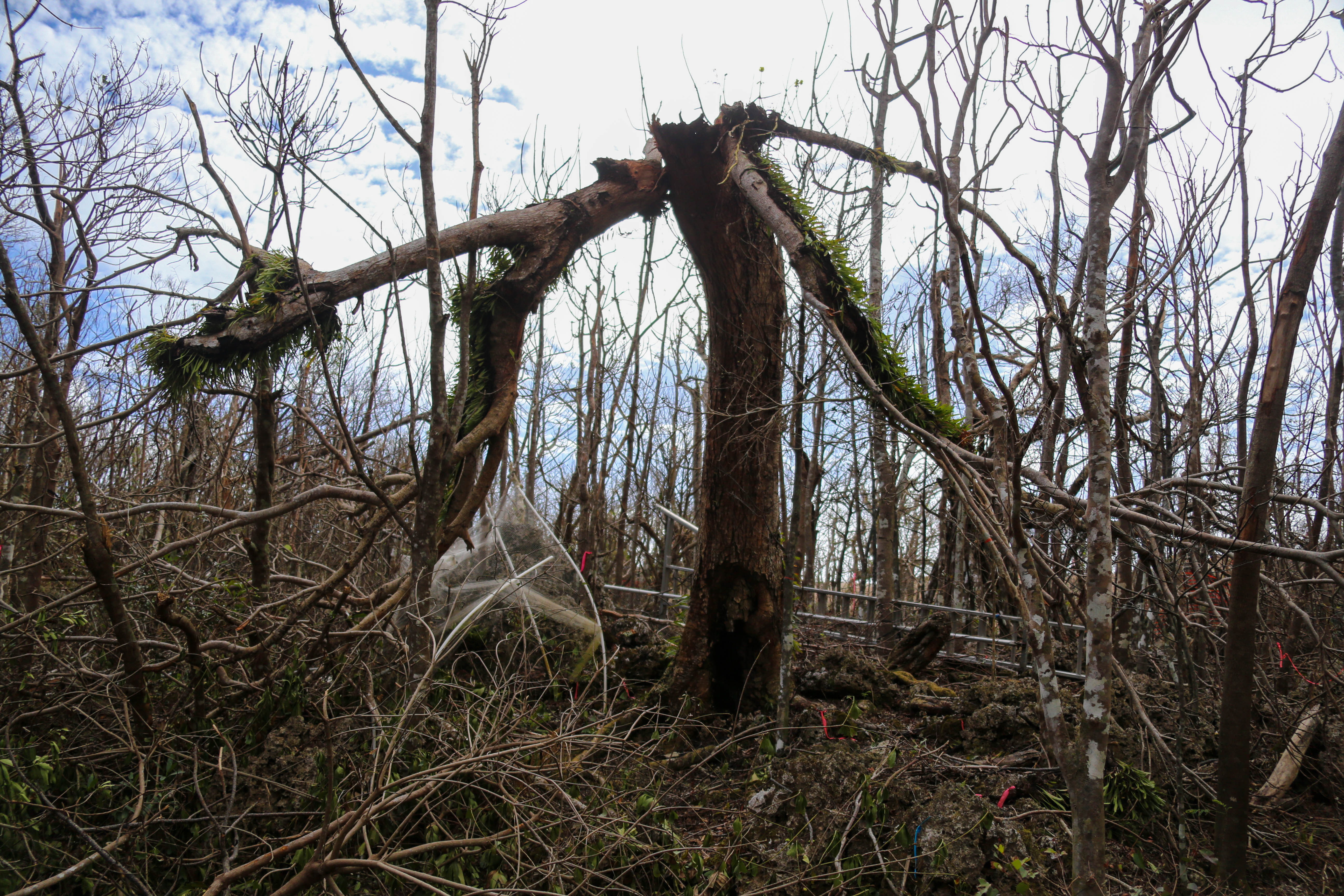 MARINE CORPS BASE CAMP BLAZ, Guam (June 7, 2023) – A mature Serianthes nelsonii is shown during a site assessment at Marine Corps Base (MCB) Camp Blaz following typhoon Mawar on June 7, 2023. On May 24, Typhoon Mawar, a Category 4 storm, brought sustained winds of 140 miles per hour, and in its wake, it left Guam’s Northern Plateau limestone forests a tangled mess of overturned trees and broken branches. The site of the island’s last mature Serianthes nelsonii tree on MCB Camp Blaz, was not left untouched by Mother Nature. MCB Camp Blaz natural resource specialists alongside partner agencies will continue their efforts in protecting the S. nelsonii, whether it be through rehabilitating the mature tree or encouraging and protecting the next generation of seedlings. (U.S. Marine Corps photo by Gunnery Sgt. Rubin J. Tan)