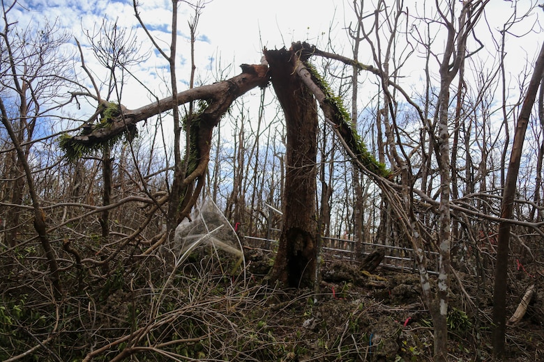 MARINE CORPS BASE CAMP BLAZ, Guam (June 7, 2023) – A mature Serianthes nelsonii is shown during a site assessment at Marine Corps Base (MCB) Camp Blaz following typhoon Mawar on June 7, 2023. On May 24, Typhoon Mawar, a Category 4 storm, brought sustained winds of 140 miles per hour, and in its wake, it left Guam’s Northern Plateau limestone forests a tangled mess of overturned trees and broken branches. The site of the island’s last mature Serianthes nelsonii tree on MCB Camp Blaz, was not left untouched by Mother Nature. MCB Camp Blaz natural resource specialists alongside partner agencies will continue their efforts in protecting the S. nelsonii, whether it be through rehabilitating the mature tree or encouraging and protecting the next generation of seedlings. (U.S. Marine Corps photo by Gunnery Sgt. Rubin J. Tan)
