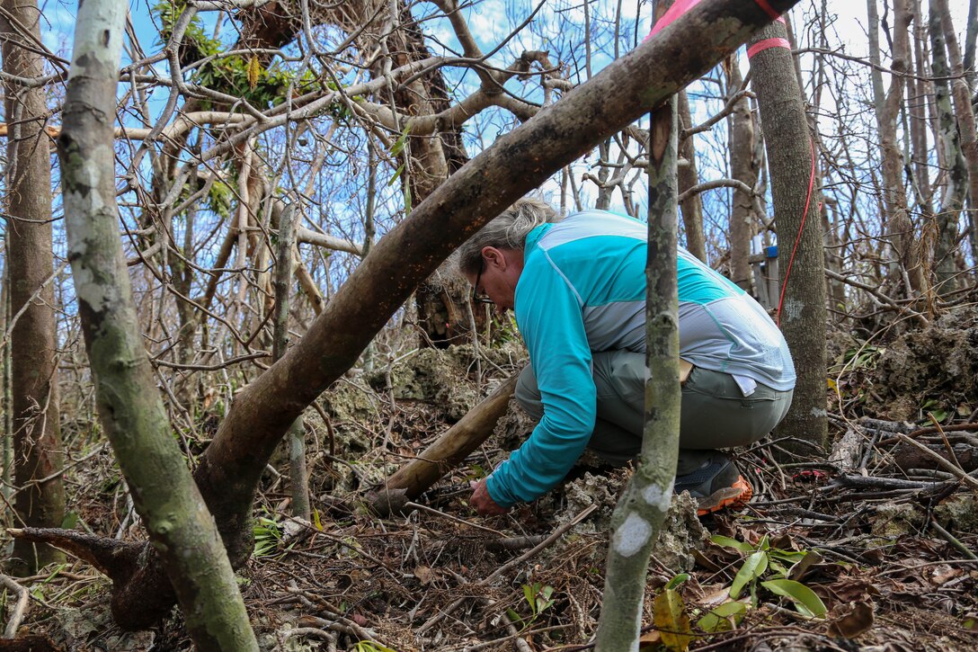 Lauren Gutierrez, a supervisory conservation specialist supporting Marine Corps Base Camp Blaz with Naval Facilities Engineering Systems Marianas, collects seeds from a mature Serianthes Nelsonii during a site assessment at Marine Corps Base Camp Blaz following typhoon Mawar on June 7, 2023. A Combined Joint Task Force led by U.S. Army Pacific and Task Force West are the DoD representatives supporting FEMA and the governments of Guam and the Commonwealth of the Northern Mariana Islands as we continue recovery efforts in the wake of Typhoon Mawar. Commander Task Force West Rear Adm. Benjamin Nicholson, and all military installation commanding officers in Guam are diligently working to restore steady state to the bases, and dedicate resources to all FEMA mission assignments. Typhoon Mawar moved through the area as a Category 4 storm on May 24, bringing hurricane-force winds, heavy rain and high seas marking the strongest storm to affect the island since Typhoon Pongsona in 2002.