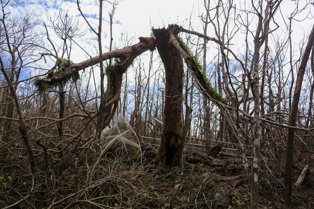 A mature Serianthes Nelsonii is shown during a site assessment at Marine Corps Base Camp Blaz following typhoon Mawar on June 7, 2023. A Combined Joint Task Force led by U.S. Army Pacific and Task Force West are the DoD representatives supporting FEMA and the governments of Guam and the Commonwealth of the Northern Mariana Islands as we continue recovery efforts in the wake of Typhoon Mawar. Commander Task Force West Rear Adm. Benjamin Nicholson, and all military installation commanding officers in Guam are diligently working to restore steady state to the bases, and dedicate resources to all FEMA mission assignments. Typhoon Mawar moved through the area as a Category 4 storm on May 24, bringing hurricane-force winds, heavy rain and high seas marking the strongest storm to affect the island since Typhoon Pongsona in 2002.