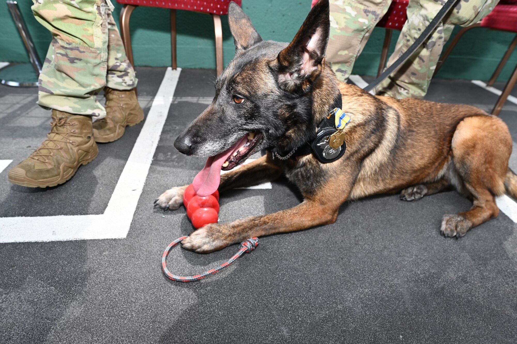 Image of a military working dog
