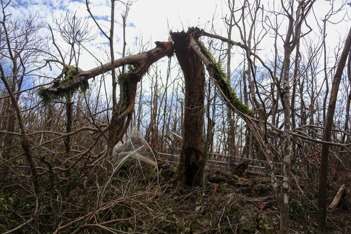 A mature Serianthes Nelsonii is shown during a site assessment at Marine Corps Base Camp Blaz following typhoon Mawar on June 7, 2023. A Combined Joint Task Force led by U.S. Army Pacific and Task Force West are the DoD representatives supporting FEMA and the governments of Guam and the Commonwealth of the Northern Mariana Islands as we continue recovery efforts in the wake of Typhoon Mawar. Commander Task Force West Rear Adm. Benjamin Nicholson, and all military installation commanding officers in Guam are diligently working to restore steady state to the bases, and dedicate resources to all FEMA mission assignments. Typhoon Mawar moved through the area as a Category 4 storm on May 24, bringing hurricane-force winds, heavy rain and high seas marking the strongest storm to affect the island since Typhoon Pongsona in 2002.