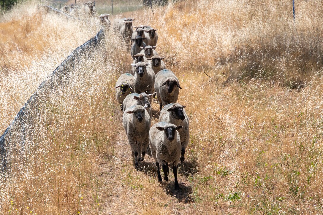 A formation of sheep walk behind each other through a field.