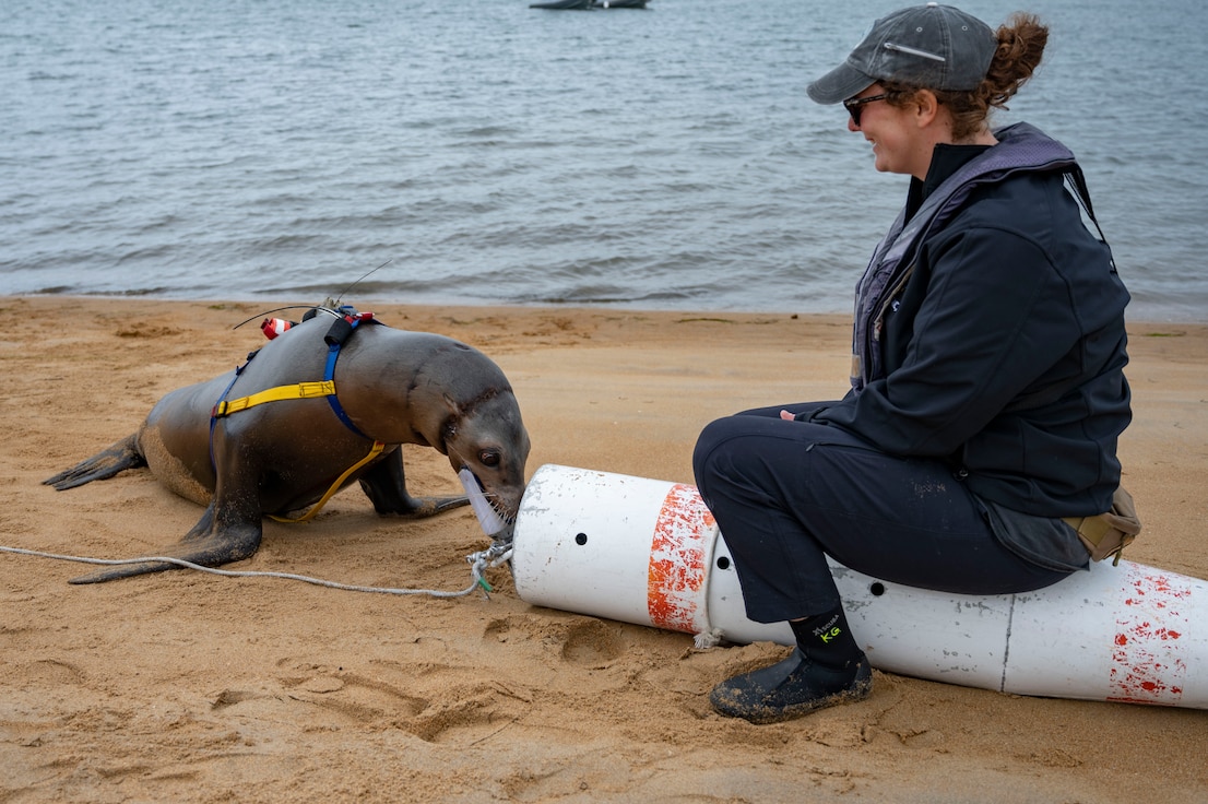 230607-N-IC246-1275 SAN DIEGO (June 7, 2023) A California sea lion with the U.S. Marine Mammal Program performs a demonstration as part of Navy Employer Recognition Event (NERE) 2023. NERE is a professional recognition event for outstanding civilian employers of Navy Reserve Sailors that have demonstrated exceptional support for their citizen-Sailor employees above and beyond the requirements of the Uniformed Services Employment and Reemployment Rights Act. NERE also provides selected civilian employers of Navy Reserve Sailors with a first-hand look at the capabilities, roles, and missions of the U.S. Navy Reserve. (U.S. Navy photo by Mass Communication Specialist 1st Class Raymond Maddocks)