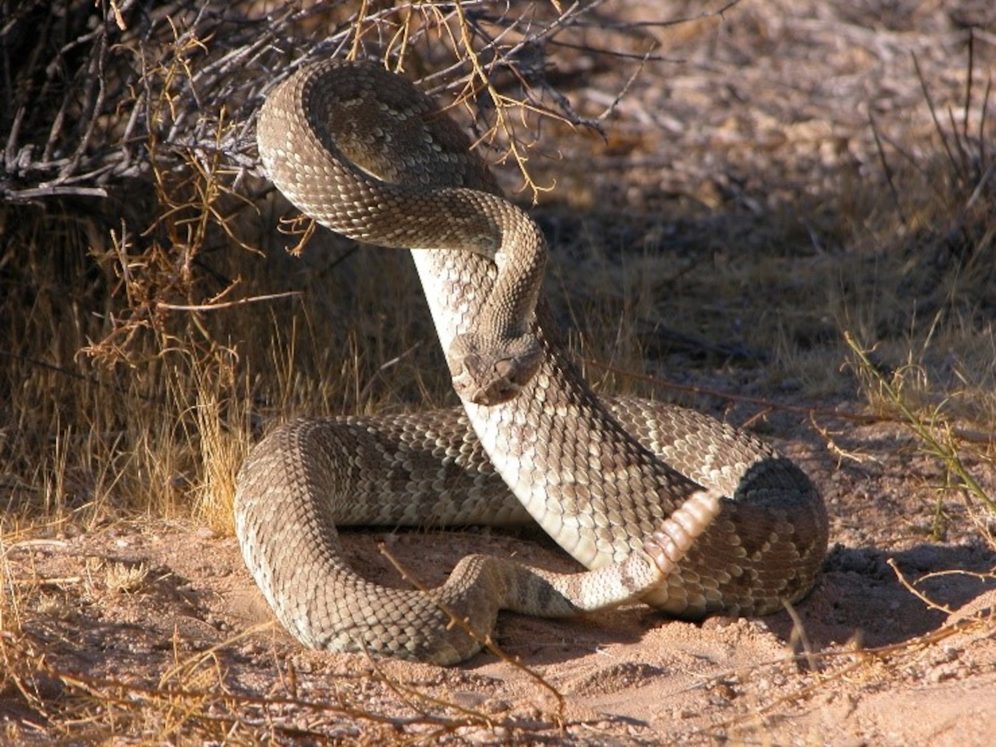 When it Comes to Snakes - Play it Safe! > Edwards Air Force Base > Display