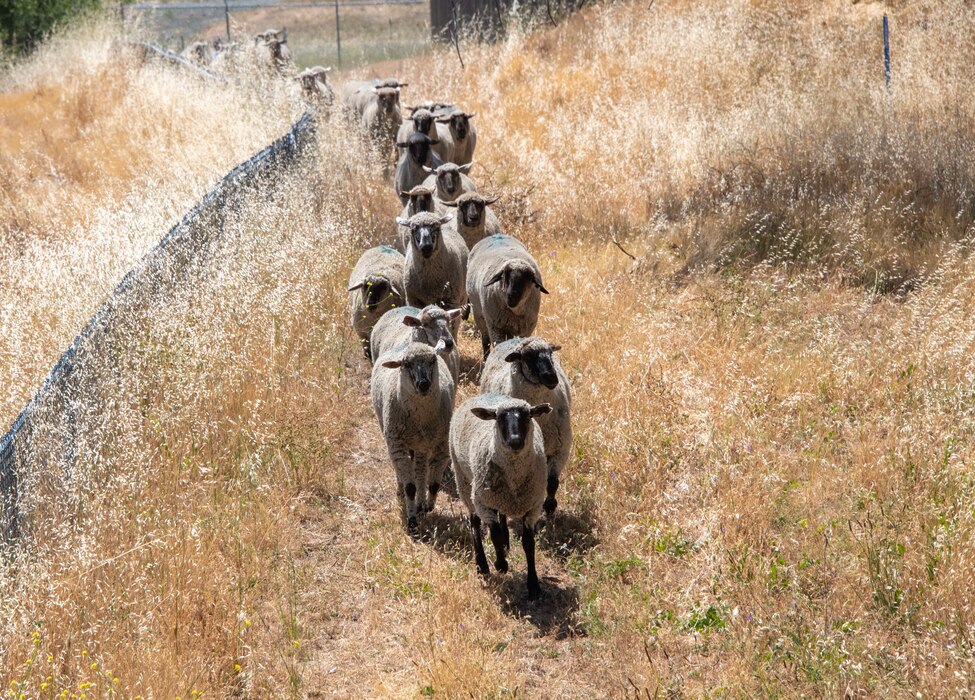 Sheep walk in open space