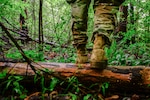 Photo of soldier walking through the woods