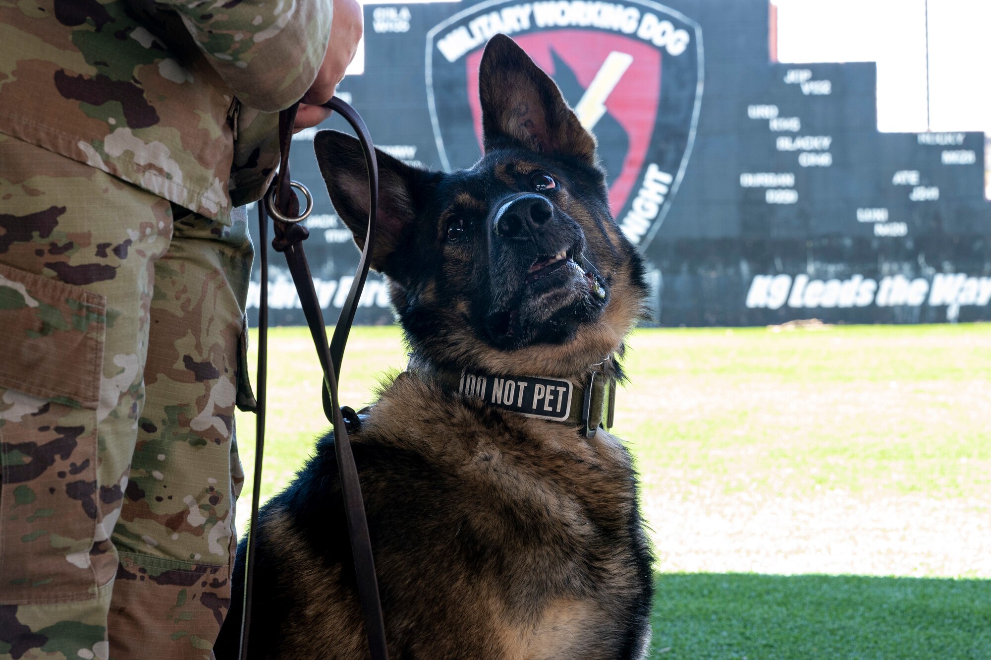 Military Working Dog Ilay looks up at his handler at Holloman Air Force Base, New Mexico, May 23, 2023.