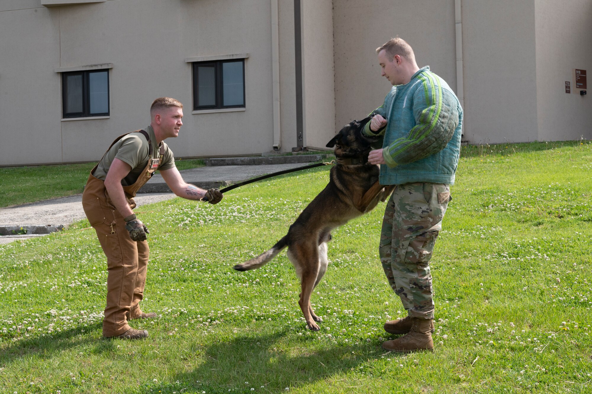 U.S. Air Force Airman 1st Class Jacob Young, 51st Maintenance Squadron calibration technician gets bit during a military working dog (MWD) demonstration during the 2023 Police Week Expo on Osan Air Base, Republic of Korea, May 18, 2023. MWDs conduct explosive and drug searches, search and recoveries, provide deterrence and apprehend subjects. (U.S. Air Force photo by Airman 1st Class Aaron Edwards)