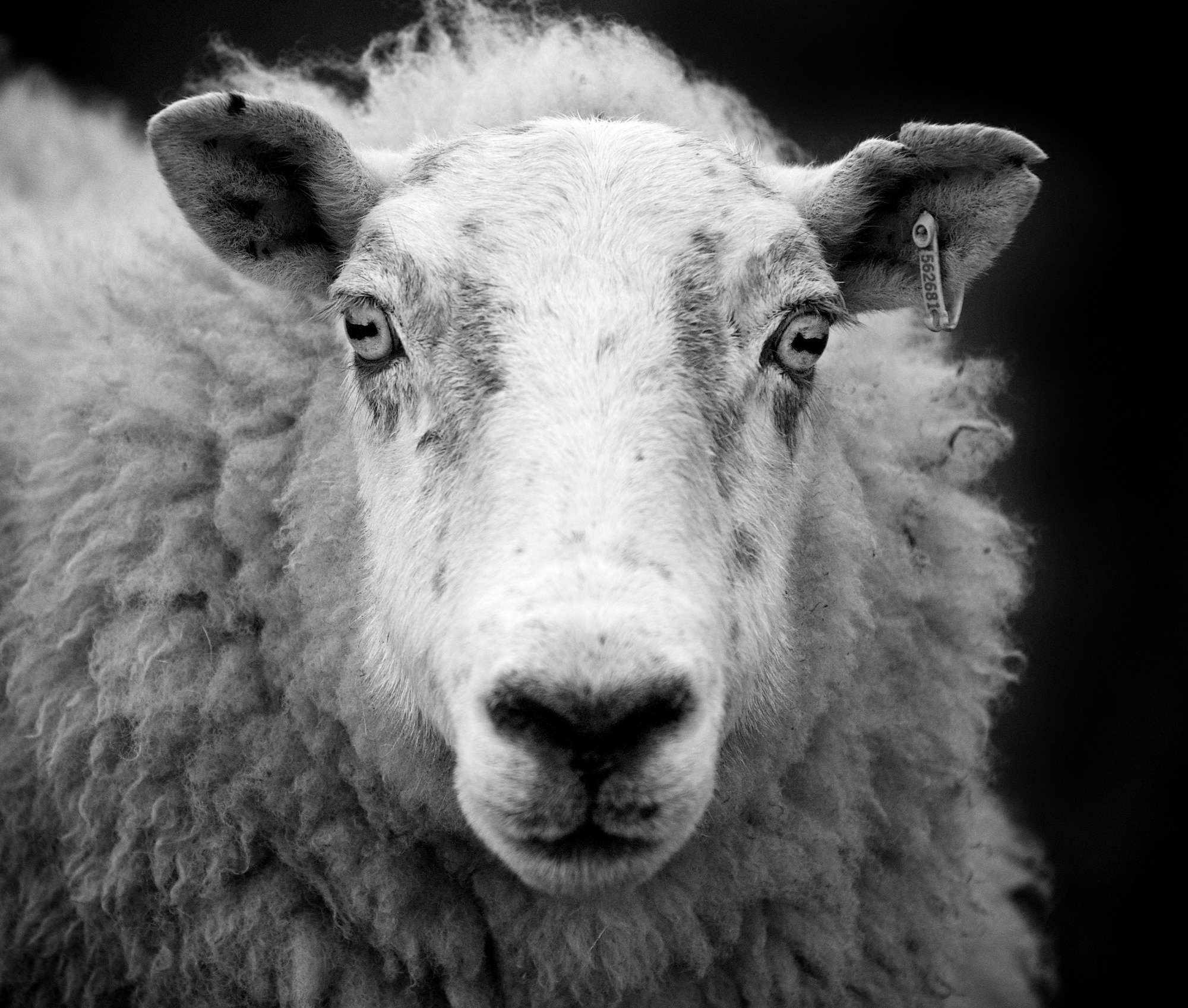 The Muslim world will start to celebrate the Eid al-Adha, ‘Festival of Sacrifice’ this Tuesday, June 27.