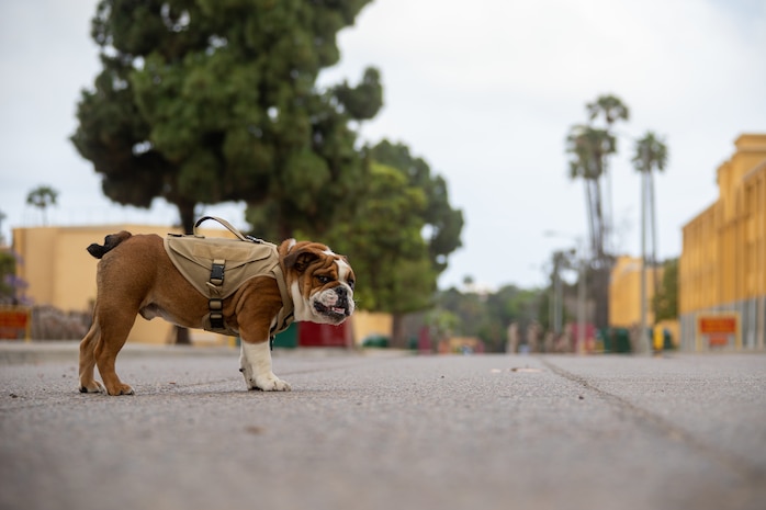 mcrdsd