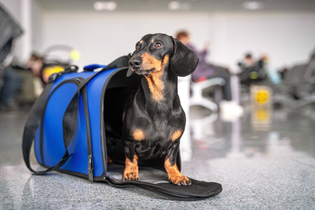 DoD Approves Pet Expenses Reimbursement Due to PCS
