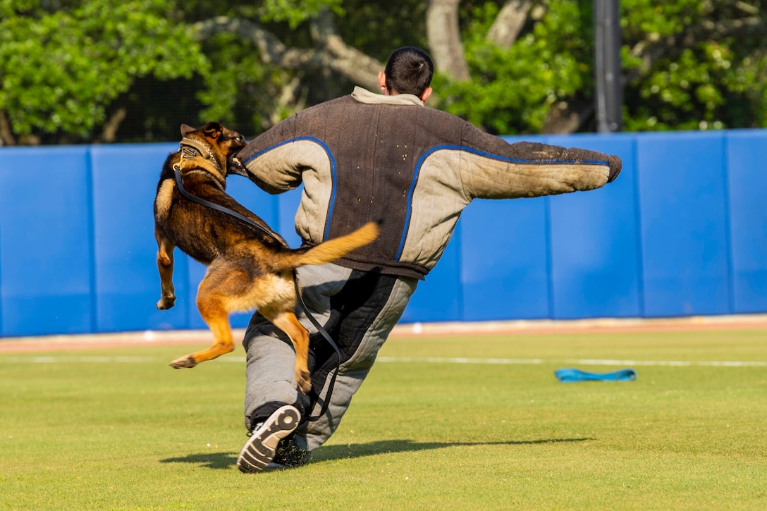 An airman in a protective suit runs as a dog jumps up and bites down on their arm.