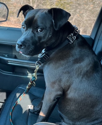 A black pit-mix seats in the front seat of a vehicle