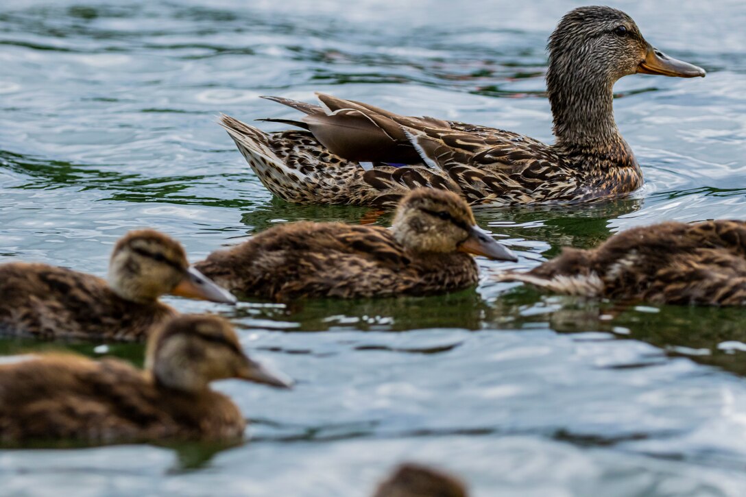 Pittsburgh District installs warning signs on the Allegheny River.