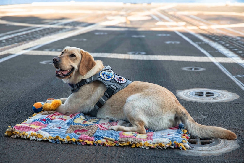 A dog wearing a vest lies on a quilt on a ship's deck with a toy by its front paws.