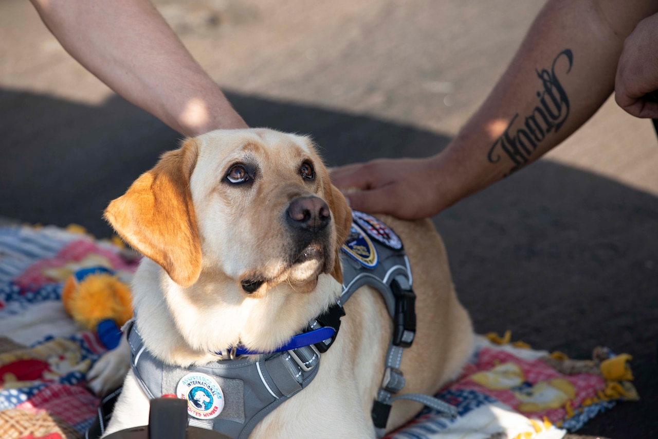 A dog lying on a blanket on a ship's deck gazes up a person petting her.