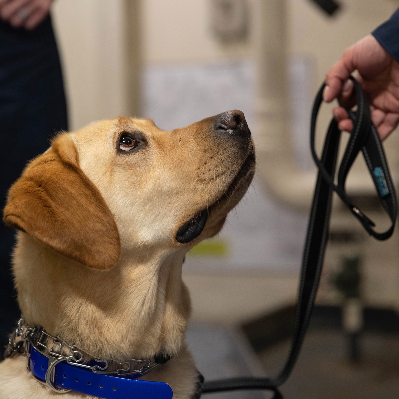 A seated dog stares up at a person holding her leash.