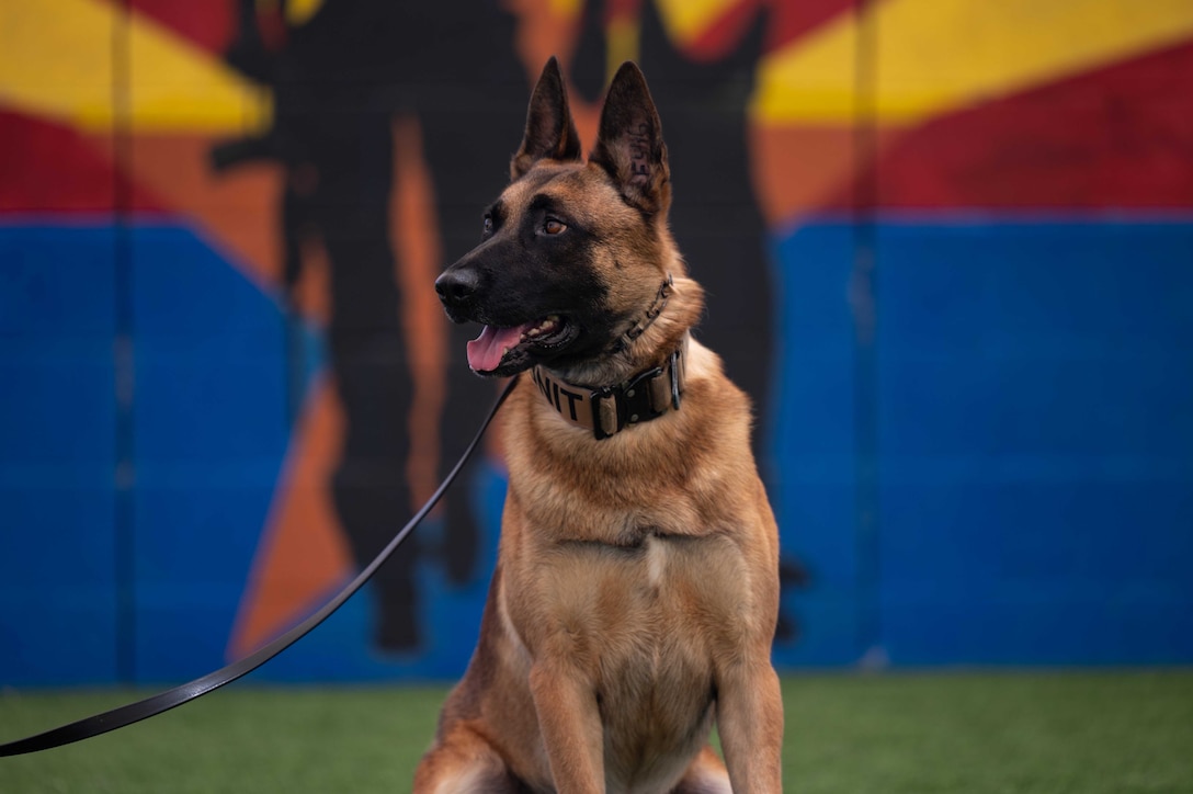 A dog with a leash sits alone.