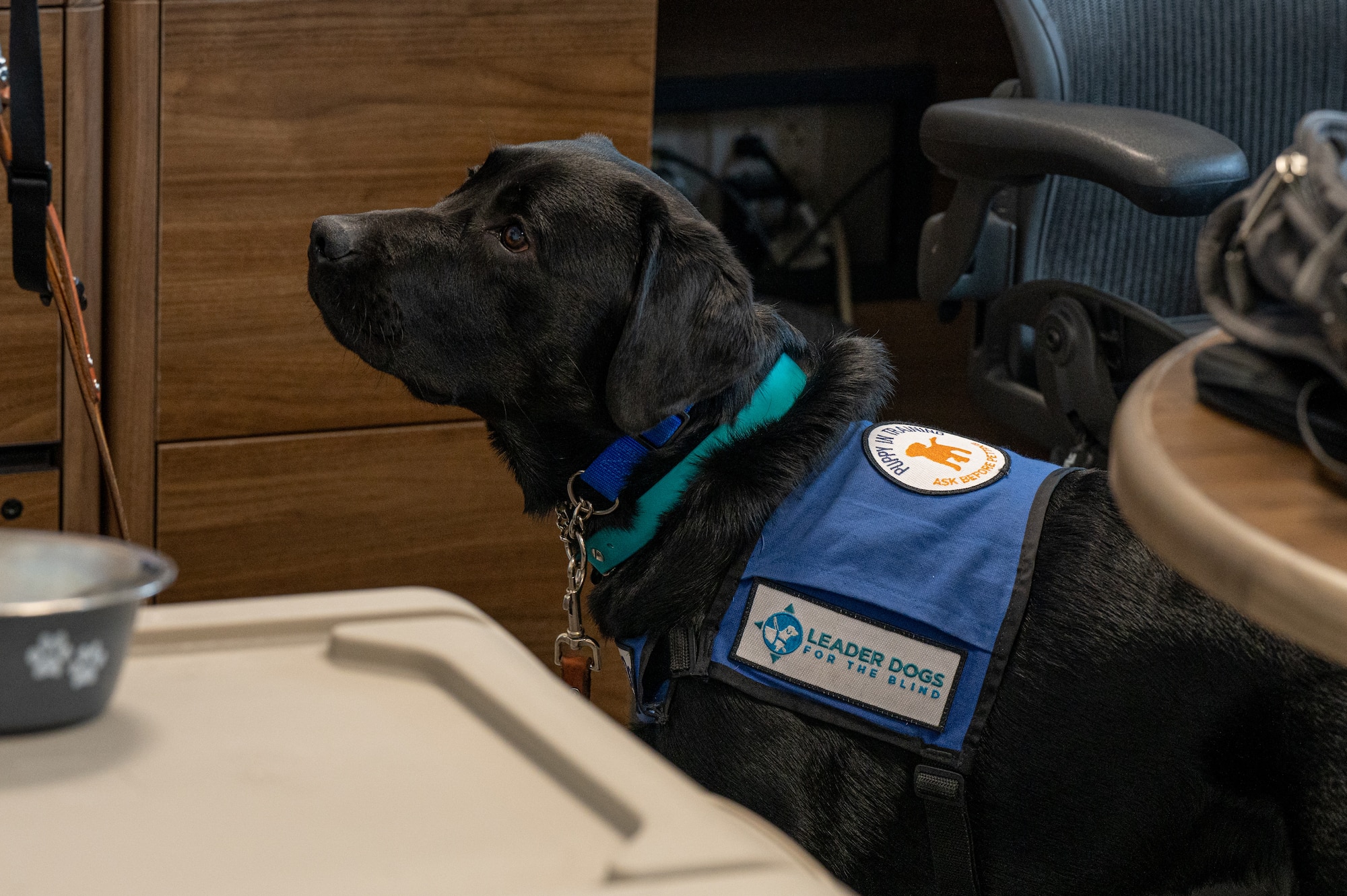 Comet, a guide-dog-in-training, stood in the office at Patrick Space Force Base, Fla., June 8, 2023. Comet’s trainer works in risk analysis for Space Launch Delta 45. (U.S. Space Force photo by Senior Airman Dakota Raub)