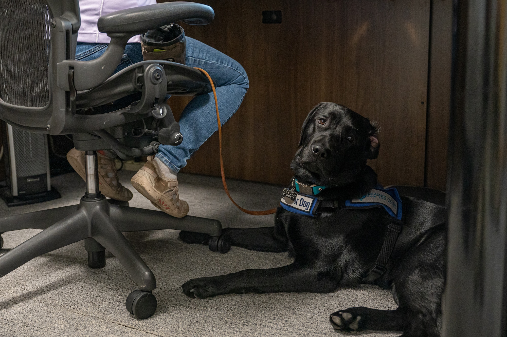Comet, a guide-dog-in-training, lays in the office at Patrick Space Force Base, Fla., June 8, 2023. Comet’s trainer works in risk analysis for Space Launch Delta 45. (U.S. Space Force photo by Senior Airman Dakota Raub)