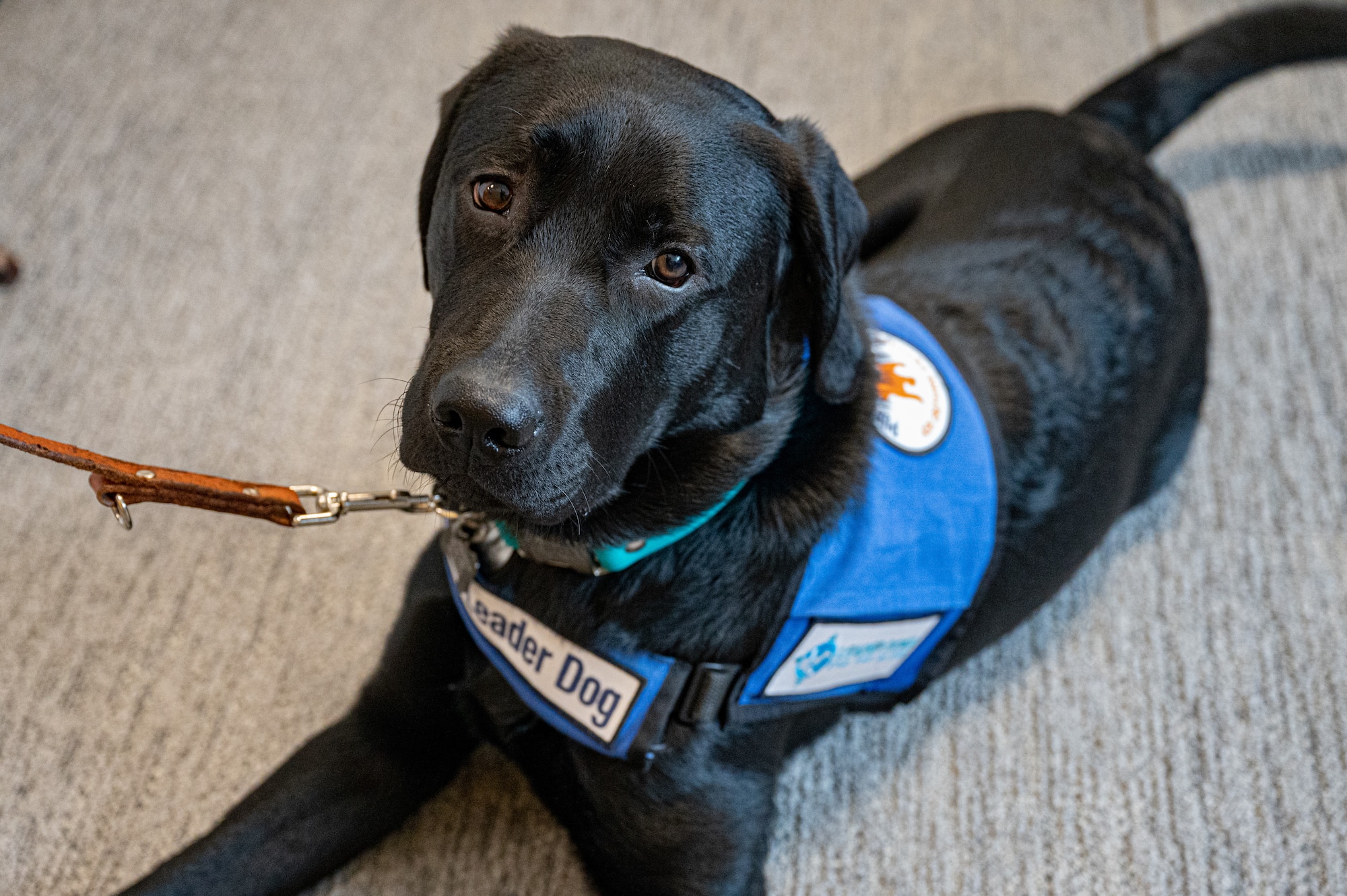 Comet, a guide-dog-in-training, lays in the office at Patrick Space Force Base, Fla., June 8, 2023. Comet’s trainer works in risk analysis for Space Launch Delta 45. (U.S. Space Force photo by Senior Airman Dakota Raub)