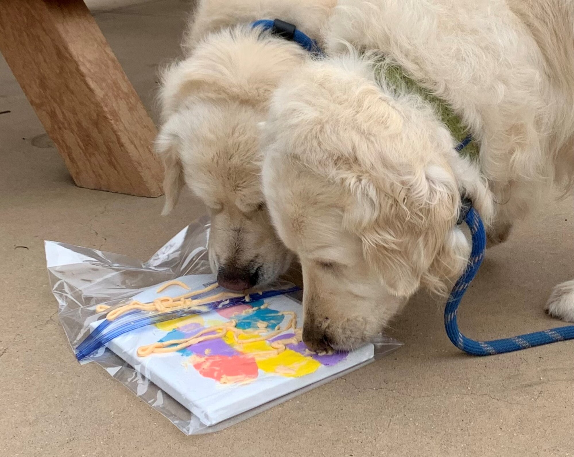 Dogs paint a photo