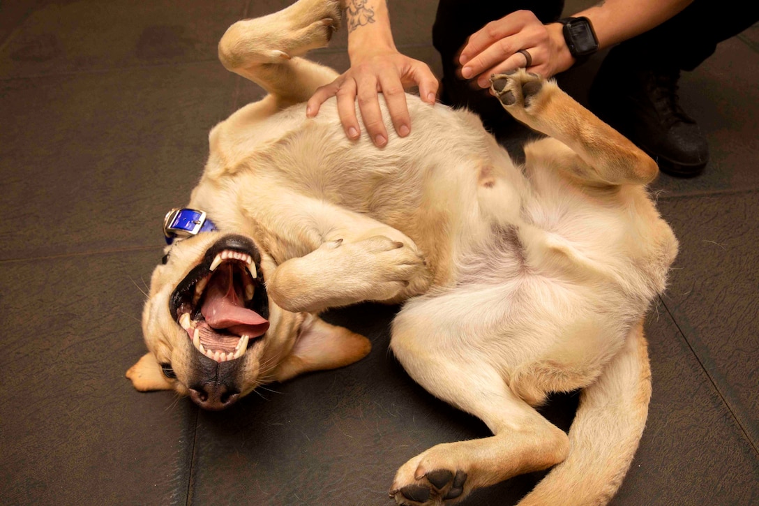 A dog lies on the back getting a belly scratch from a sailor.