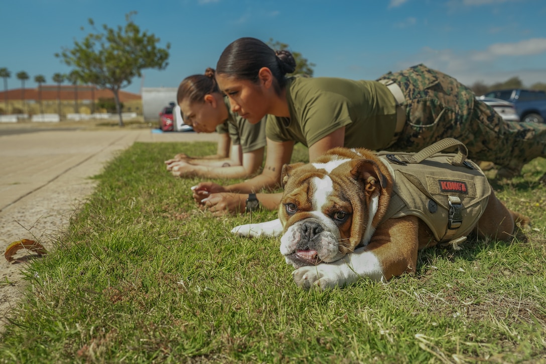 U.S. Marine Corps Pvt. Bruno, the mascot of Marine Corps Recruit Depot San Diego, Western Recruiting Region, conducts a plank for the physical fitness test at Marine Corps Recruit Depot San Diego, June 26, 2023. The mascot's job is to boost morale, participate in outreach work, and attend events and ceremonies.