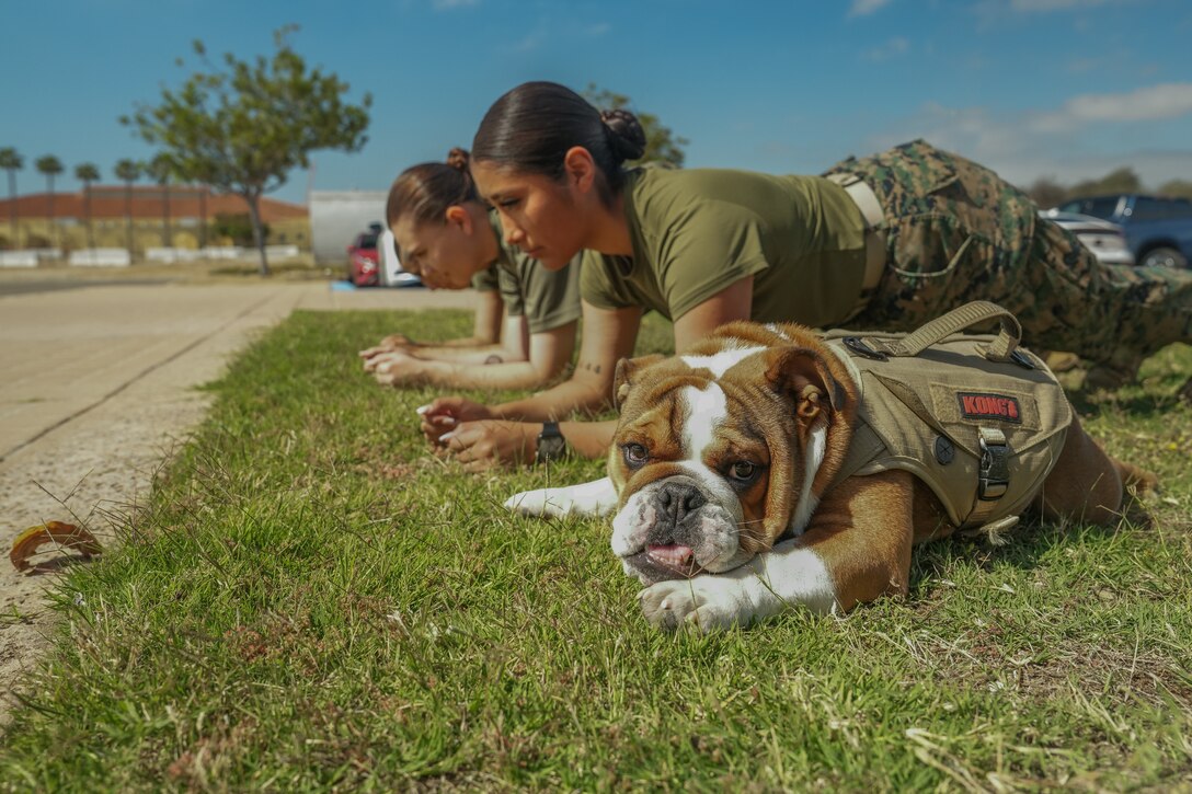 U.S. Marine Corps Pvt. Bruno, the mascot of Marine Corps Recruit Depot San Diego, Western Recruiting Region, conducts a plank for the physical fitness test at Marine Corps Recruit Depot San Diego, June 26, 2023. The mascot's job is to boost morale, participate in outreach work, and attend events and ceremonies.