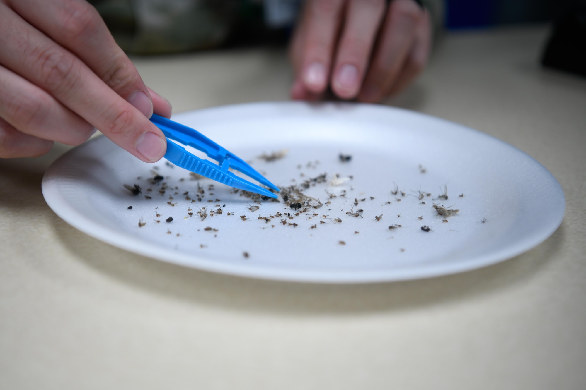 A service member sorts through a plate of insects.