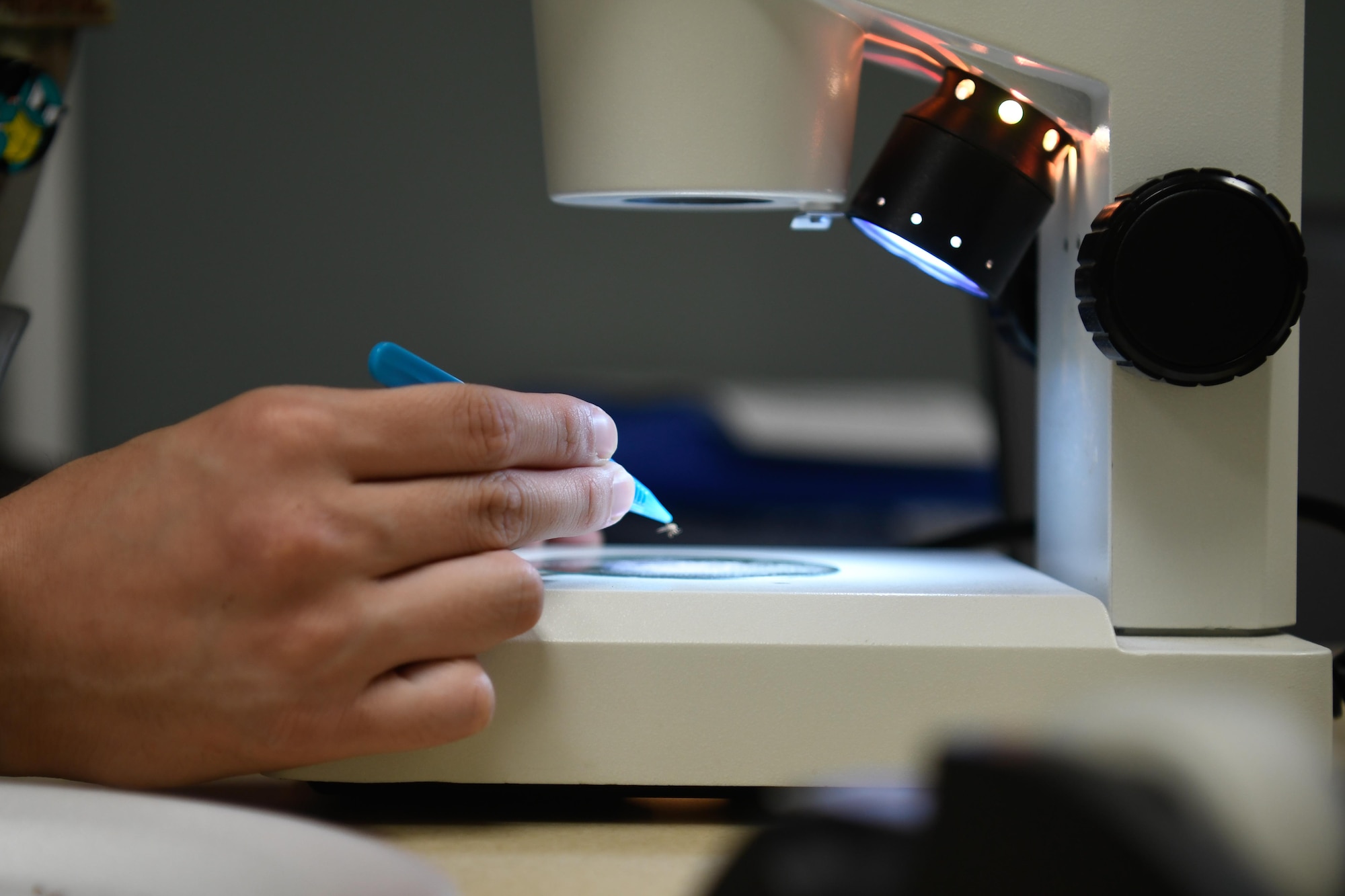 A service member examines a mosquito under a microscope.