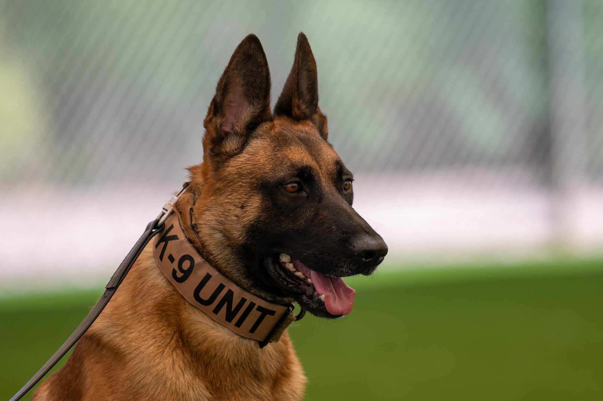 Belgian malinois outlet military