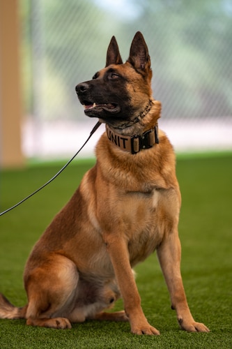 A photo of a Military Working Dog paying attention to commands.