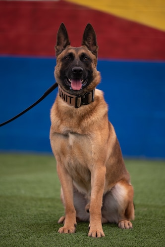 A photo of a Military Working Dog posing.