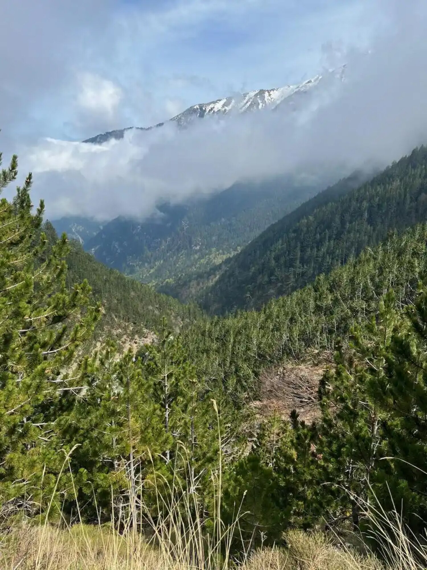 A view of trees and undergrowth on the side of Mt. Olympus.