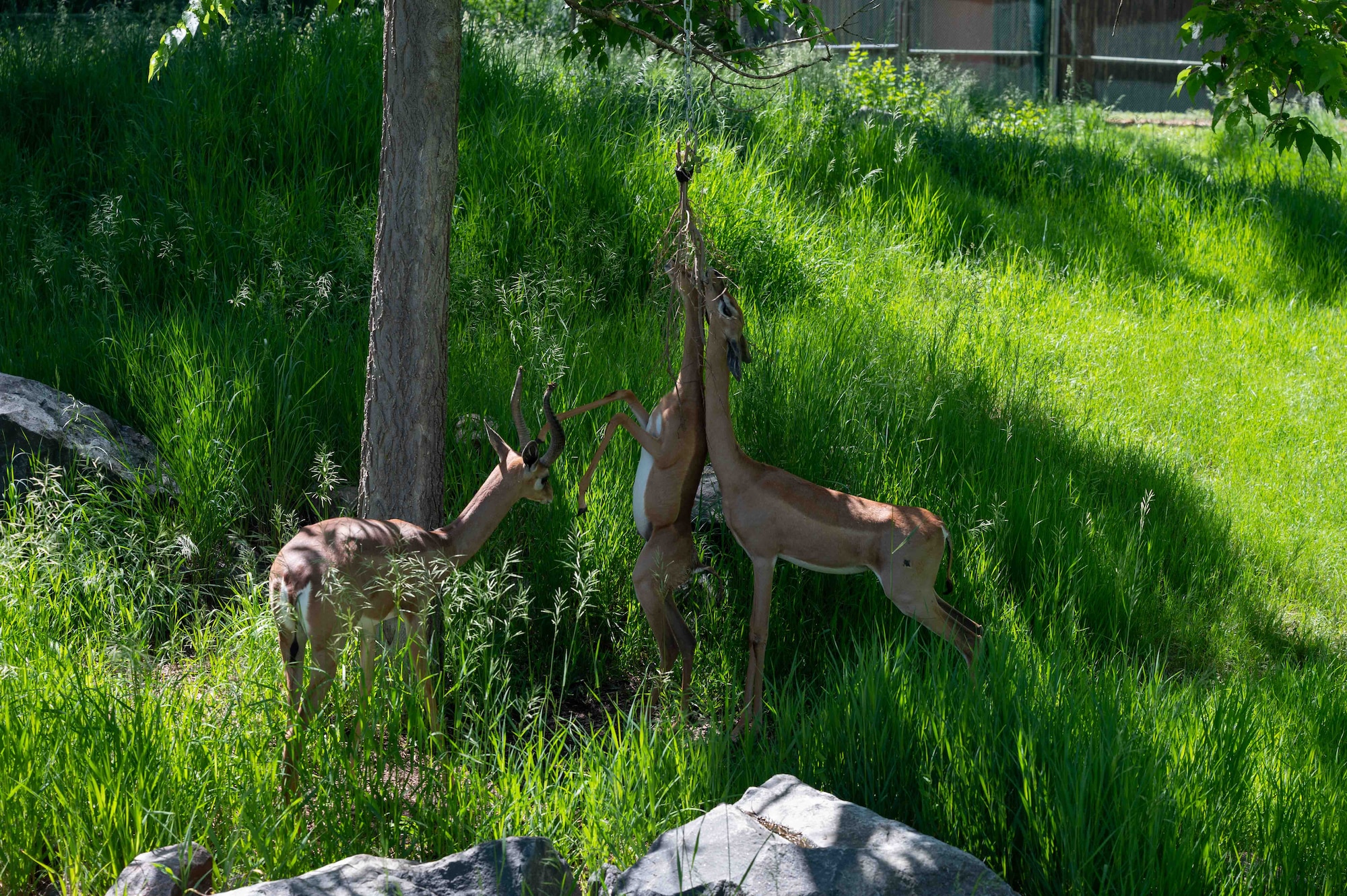 Gazelle at the zoo