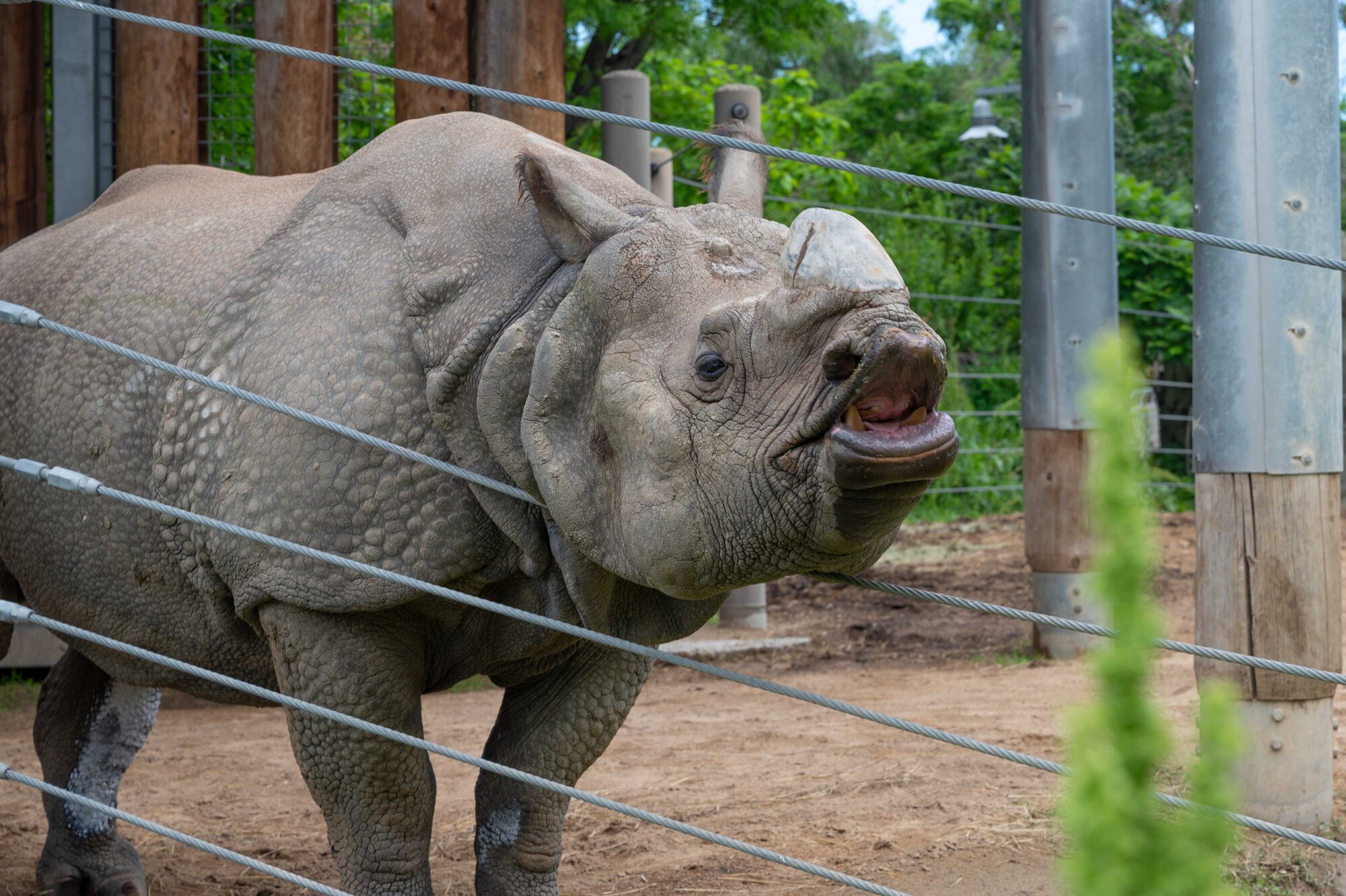A  rhinoceros at the zoo
