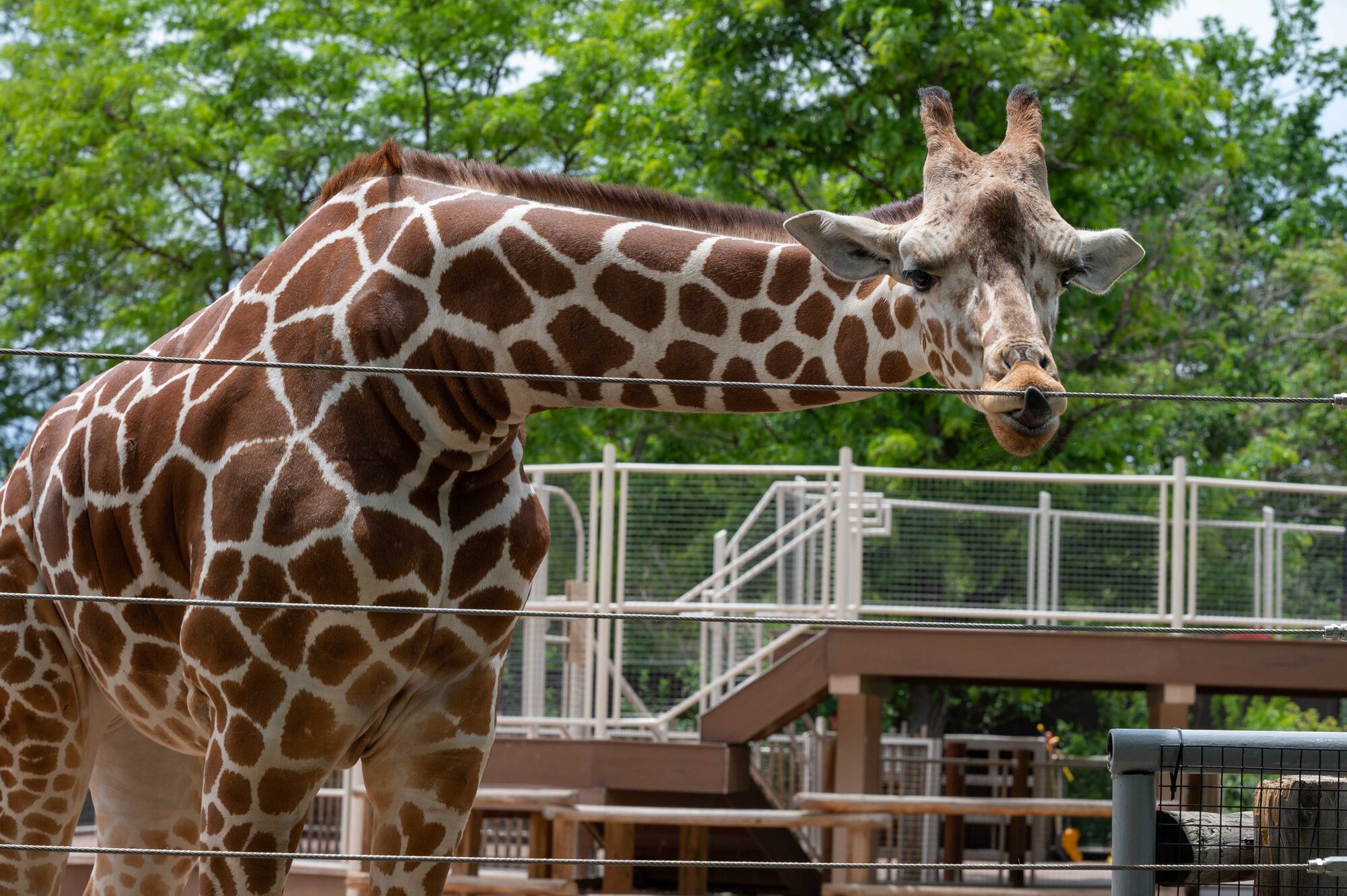 A giraffe at the zoo