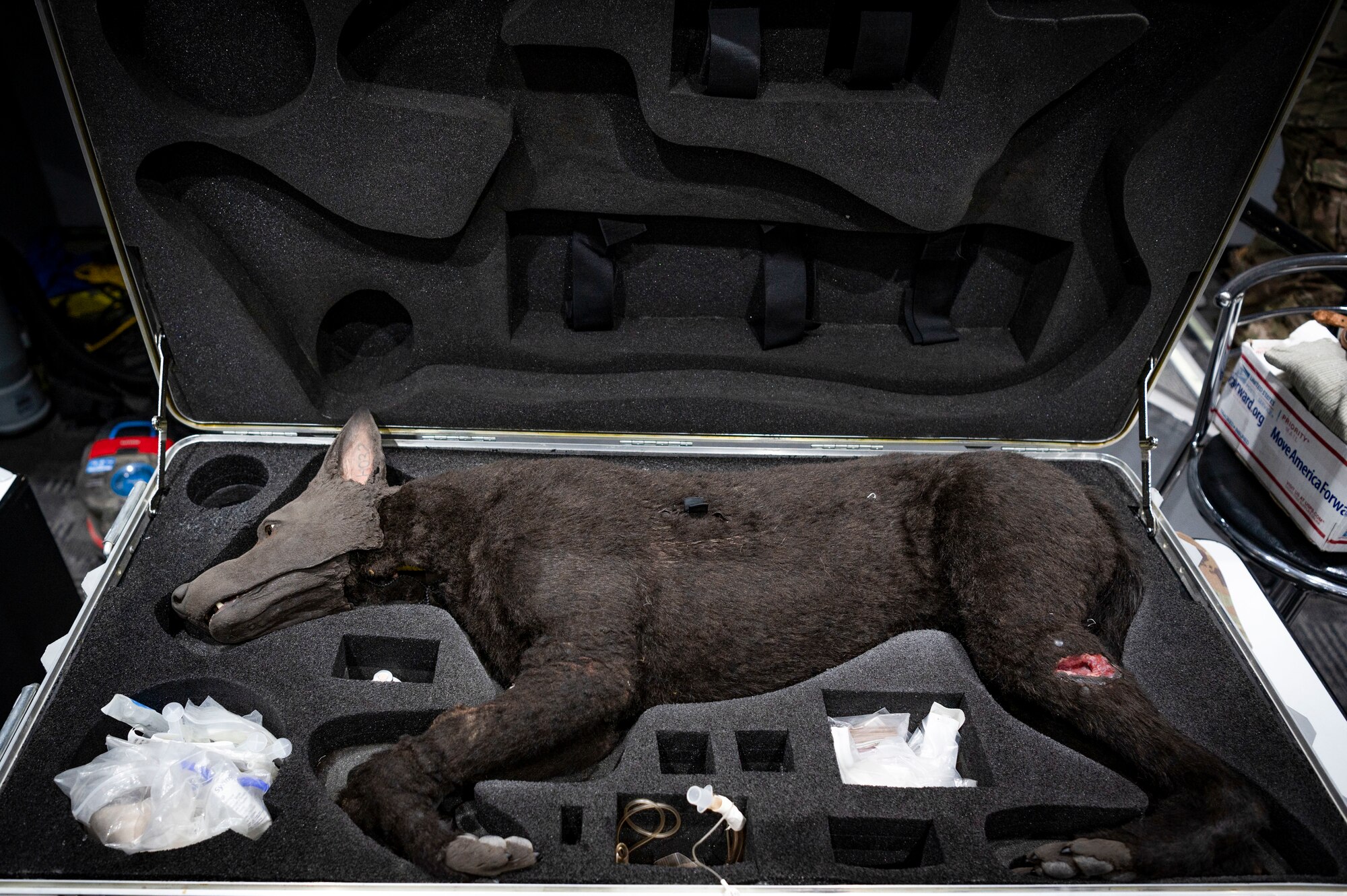 H032, a training K9, is stored after a Military Working Dog emergency medical training at Ali Al Salem Air Base, Kuwait, Feb. 28, 2023.