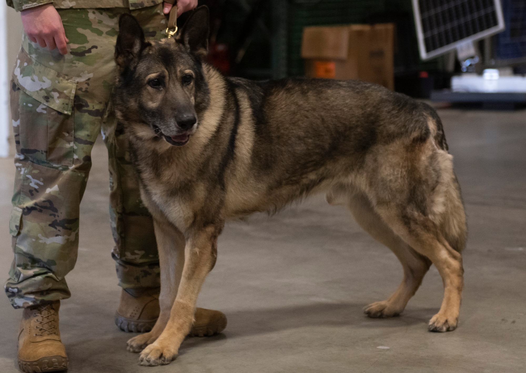 Military working dog, Morgen stands. Airman holds the leash.