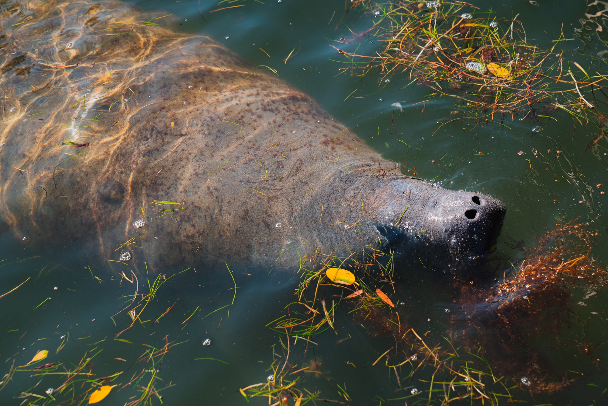 Florida manatees are managed jointly by both the U.S. Fish and Wildlife Service and the Florida Fish and Wildlife Conservation Commission.