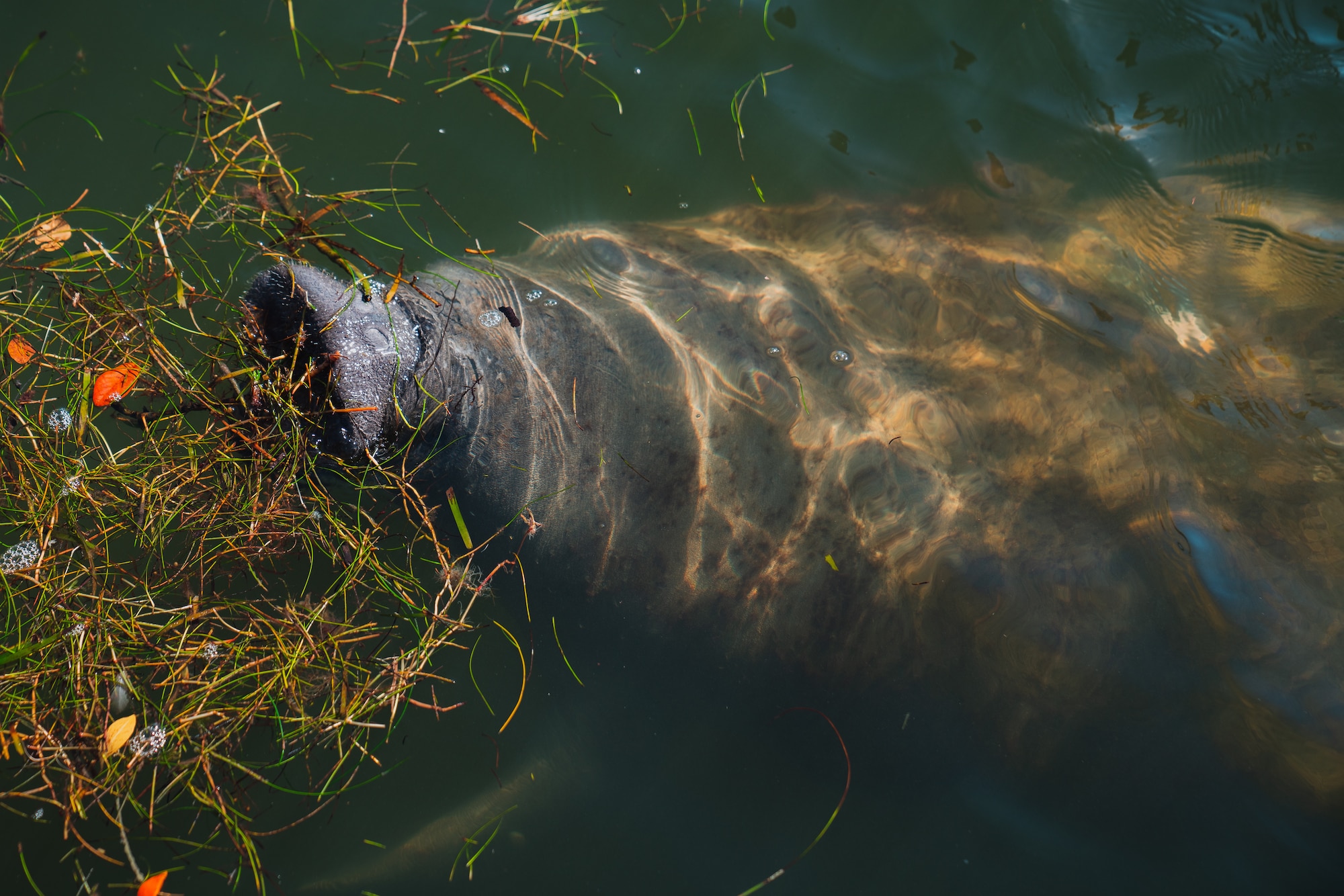 Florida manatees are managed jointly by both the U.S. Fish and Wildlife Service and the Florida Fish and Wildlife Conservation Commission.