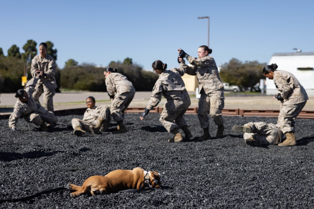 A dog lies on the ground during martial arts training with Marines.