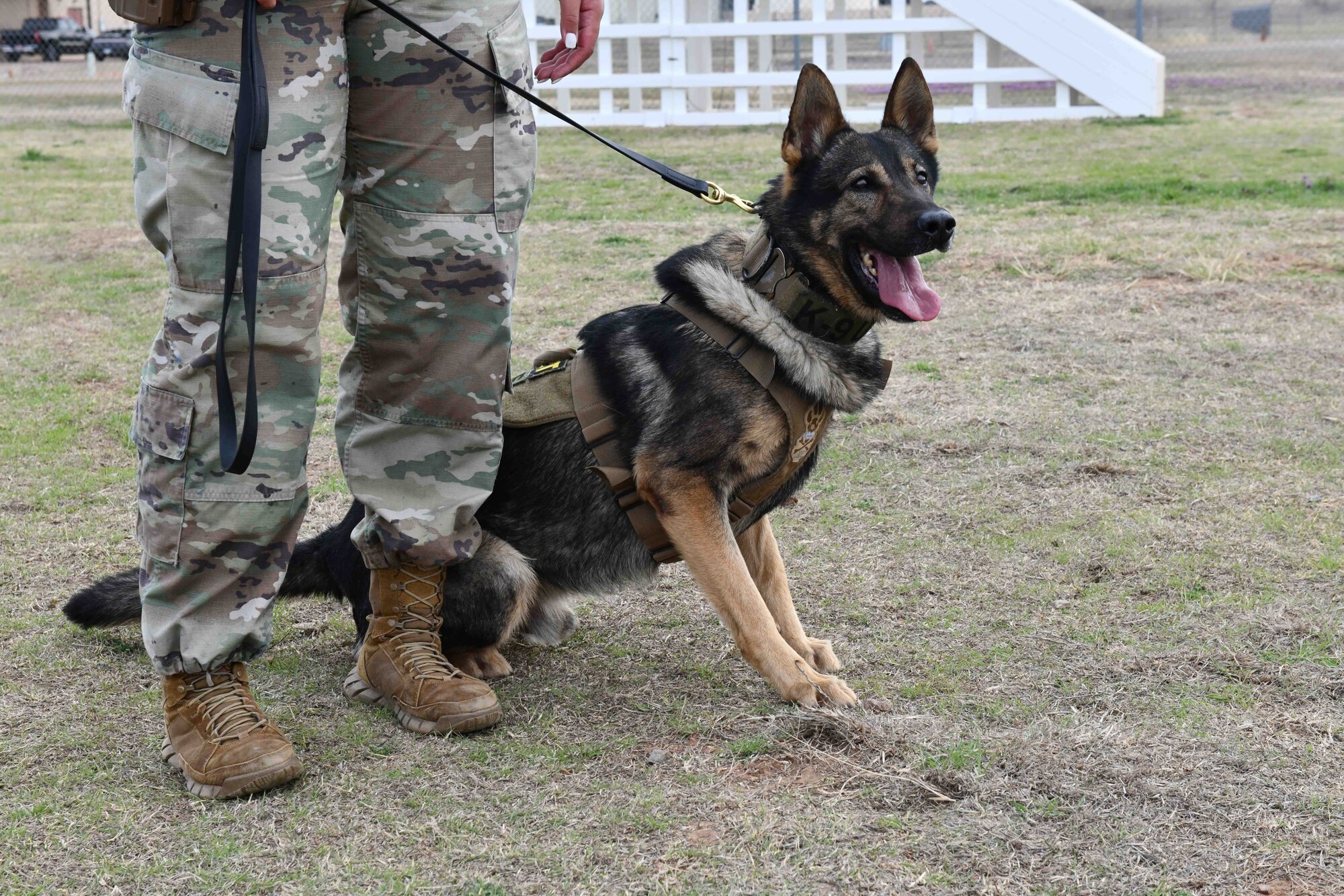 Bingo, 97th Security Forces Squadron (SFS) military working dog (MWD), awaits a command from U.S. Air Force Staff Sgt. Destiny Savini, 97th SFS MWD handler, at Altus Air Force Base, Oklahoma, March 6, 2023. Kennel masters, supervisors in charge of unit operations, are responsible for pairing dogs with handlers based on their personalities and experiences. (U.S. Air Force photo by Airman 1st Class Miyah Gray)