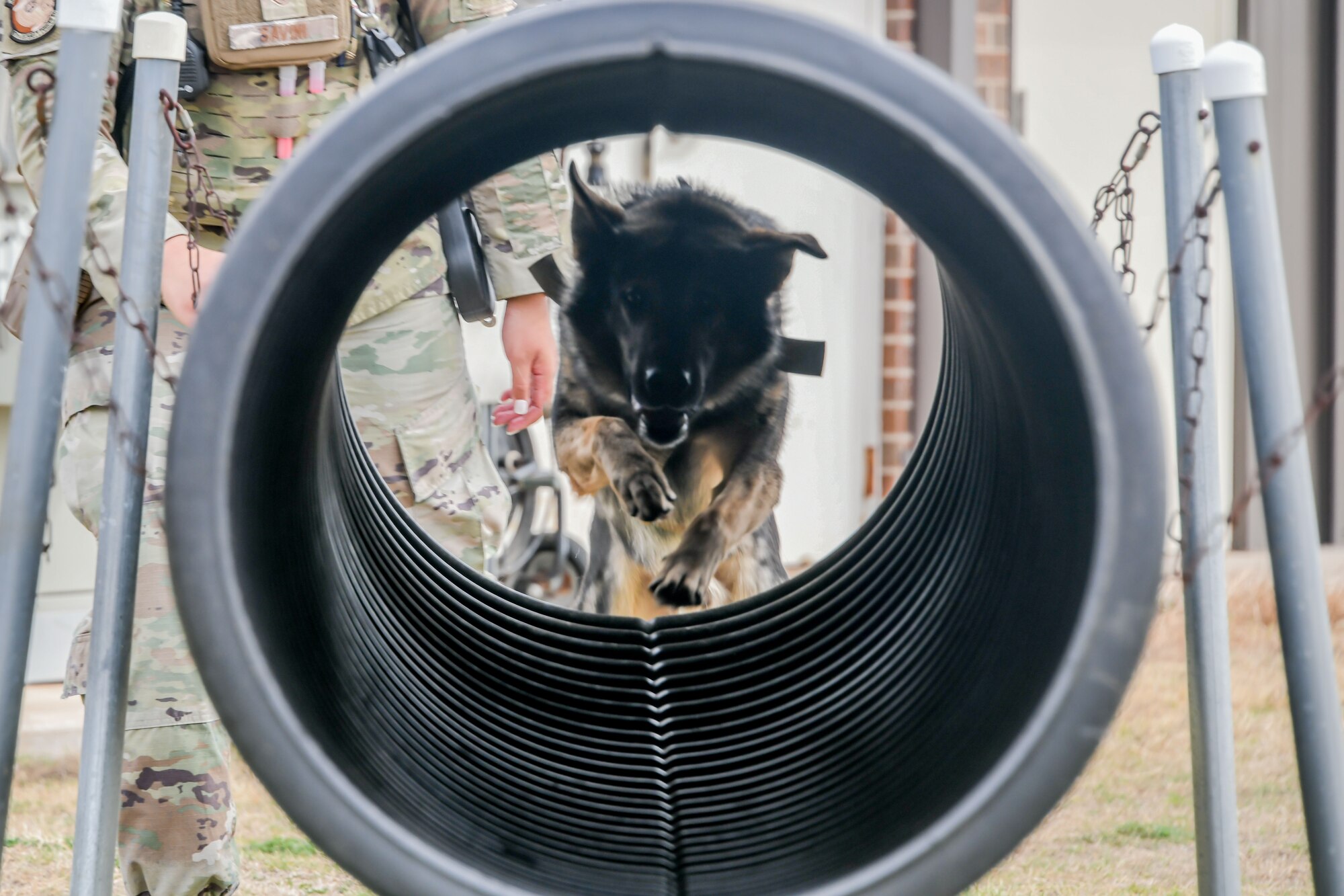 Bingo, 97th Security Forces Squadron military working dog (MWD), runs through a tunnel at Altus Air Force Base, Oklahoma, March 6, 2023.  MWD handlers guide dogs through obstacle courses to prepare them for real-life scenarios. (U.S. Air Force photo by Airman 1st Class Miyah Gray)
