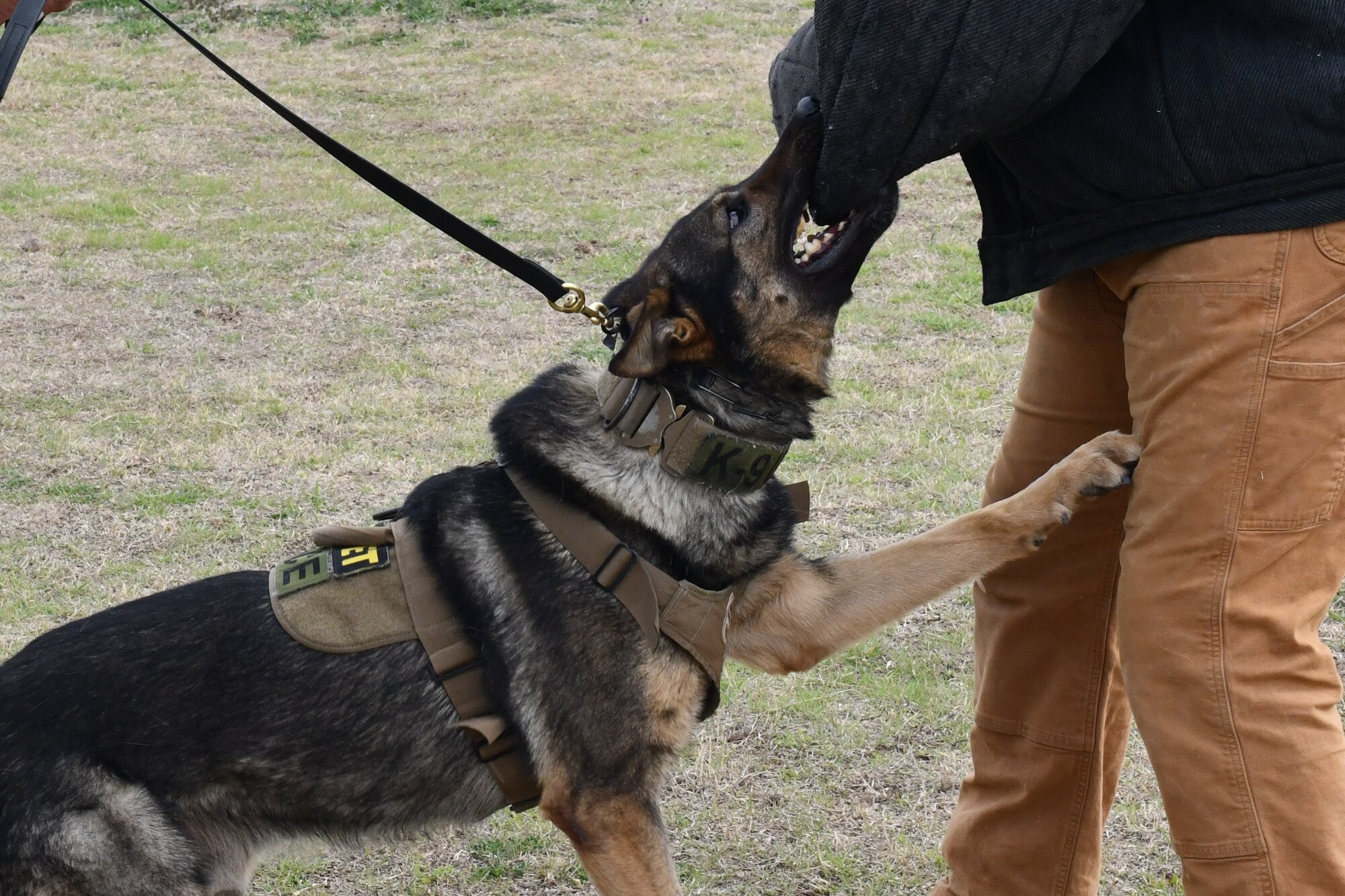 Bingo, 97th Security Forces Squadron (SFS) military working dog (MWD), bites U.S. Air Force Senior Airman Kaitlynd Newland, 97th SFS MWD handler at Altus Air Force Base, Oklahoma, March 6, 2023.  Newland wore a “bite suit” to ensure her safety while training Bingo to attack on command. (U.S. Air Force photo by Airman 1st Class Miyah Gray)